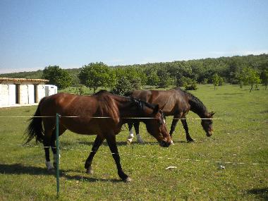 Ferienhaus in La Garde Adh�mar (Dr�me) oder Ferienwohnung oder Ferienhaus