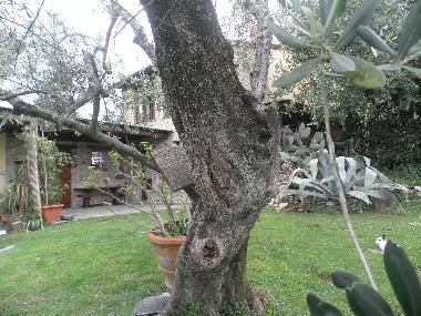 Ferienhaus in LUCCA (Lucca) oder Ferienwohnung oder Ferienhaus