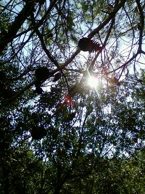 Ferienwohnung in Zadar, Zaton (Zadarska) oder Ferienwohnung oder Ferienhaus