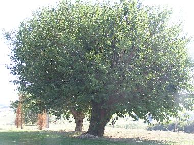 Villa in Orciano di Pesaro (Pesaro e Urbino) oder Ferienwohnung oder Ferienhaus