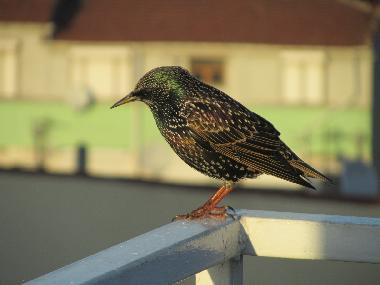 Ferienwohnung in �sk�dar/Istanbul (Istanbul) oder Ferienwohnung oder Ferienhaus