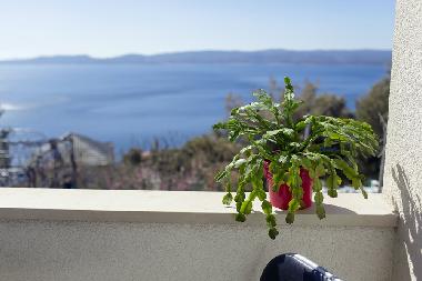 Ferienwohnung in Marusici (Splitsko-Dalmatinska) oder Ferienwohnung oder Ferienhaus
