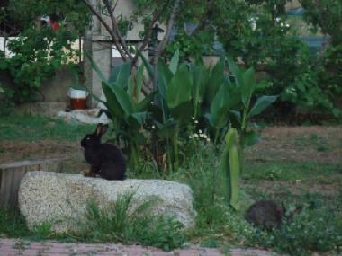 Ferienhaus in Soverato (Catanzaro) oder Ferienwohnung oder Ferienhaus