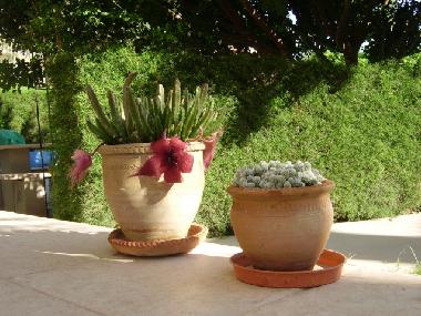 Gartenimpressionen