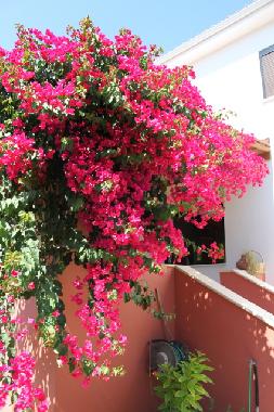 Bougainvilla
