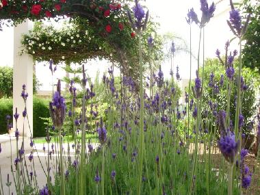 Gartenimpressionen