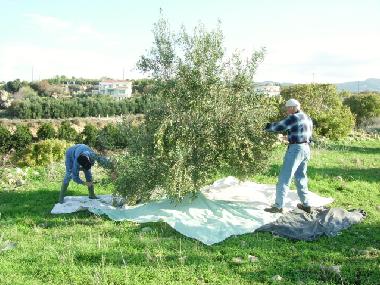 Olivenernte