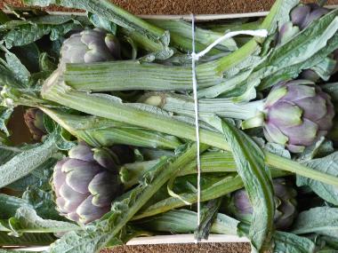 Erntefrische Artischocken