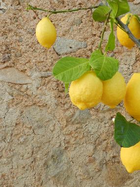 Mmmmmh - wie das duftet!