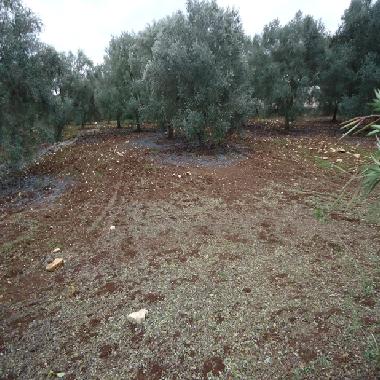 Ferienhaus in Ostuni (Brindisi) oder Ferienwohnung oder Ferienhaus
