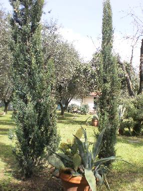 Ferienwohnung in Pozzi di Seravezza (Lucca) oder Ferienwohnung oder Ferienhaus