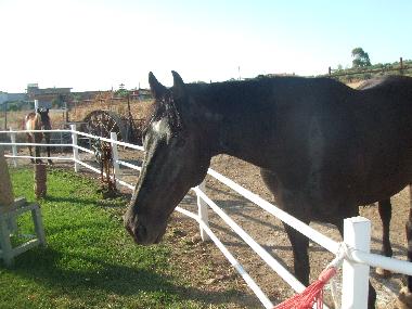 Ferienhaus in crotone (Crotone) oder Ferienwohnung oder Ferienhaus
