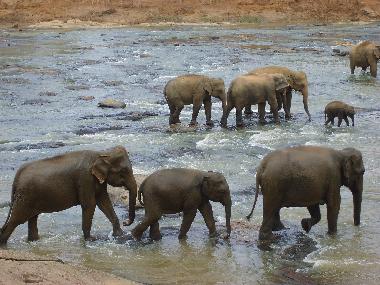 Ferienhaus in Mahakanda Kandy (Kandy) oder Ferienwohnung oder Ferienhaus
