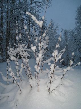 Ferienhaus in Rovaniemi (Lappi) oder Ferienwohnung oder Ferienhaus