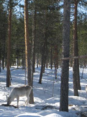 Ferienhaus in Rovaniemi (Lappi) oder Ferienwohnung oder Ferienhaus