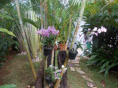 Villa in Las Terrenas (Samana) oder Ferienwohnung oder Ferienhaus