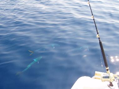 Ferienwohnung in Mandre (Zadarska) oder Ferienwohnung oder Ferienhaus