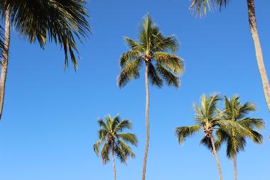 Ferienwohnung in Porters (Saint James) oder Ferienwohnung oder Ferienhaus