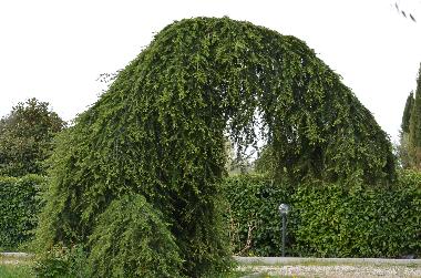 Ferienhaus in Capranica (Viterbo) oder Ferienwohnung oder Ferienhaus