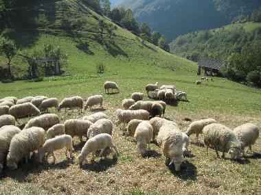 Ferienhaus in Grant (Tolmin) oder Ferienwohnung oder Ferienhaus