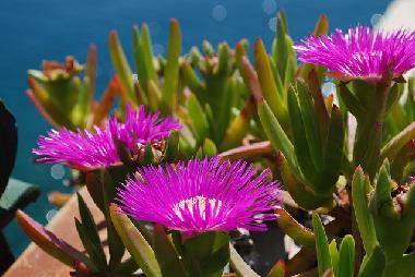 Ferienhaus in San Vito Lo Capo ( TP ) (Trapani) oder Ferienwohnung oder Ferienhaus