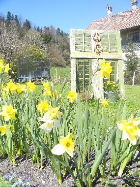 Ferienwohnung in Langen bei Bregenz (Rheintal-Bodenseegebiet) oder Ferienwohnung oder Ferienhaus