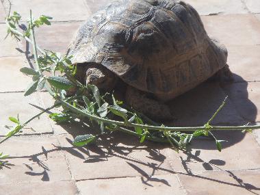 Villa in Taroudannt (Taroudannt) oder Ferienwohnung oder Ferienhaus