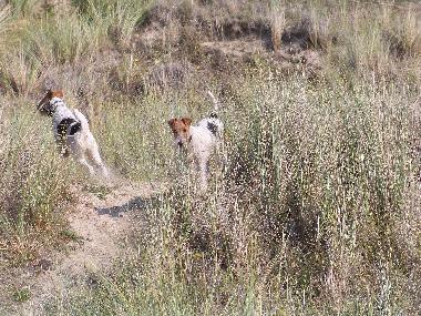 Ferienhaus in Lindbergh-Plage (Manche) oder Ferienwohnung oder Ferienhaus