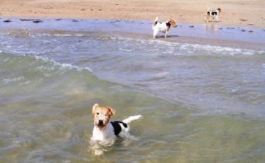 Ferienhaus in Lindbergh-Plage (Manche) oder Ferienwohnung oder Ferienhaus