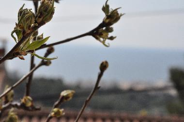 Ferienhaus in Lloret de Mar (Girona) oder Ferienwohnung oder Ferienhaus
