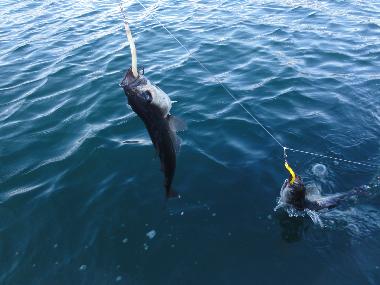 Villa in Kolltveit (Hordaland) oder Ferienwohnung oder Ferienhaus