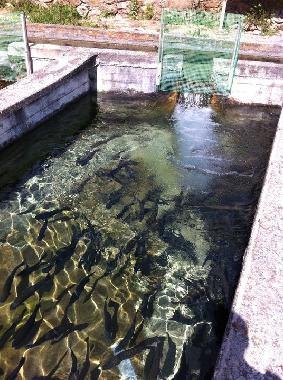 Ferienhaus in Berga (Messinia) oder Ferienwohnung oder Ferienhaus