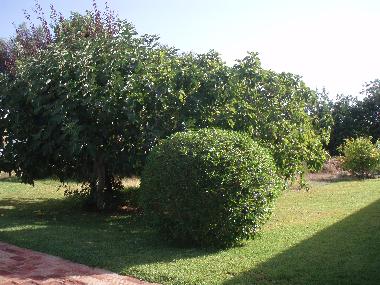 Ferienhaus in So Bras de Alportel Peral (Algarve) oder Ferienwohnung oder Ferienhaus