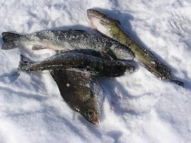 Ferienhaus in J�ms� (Lansi-Suomen Laani) oder Ferienwohnung oder Ferienhaus