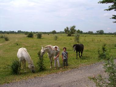 Ferienhaus in Portiragnes Plage (Hrault) oder Ferienwohnung oder Ferienhaus