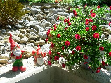 Ferienwohnung in Rickenbach SZ (Vierwaldst�ttersee) oder Ferienwohnung oder Ferienhaus