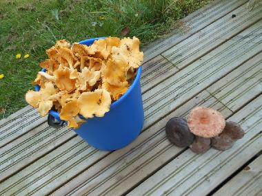 Ferienhaus in J�ms� (Lansi-Suomen Laani) oder Ferienwohnung oder Ferienhaus