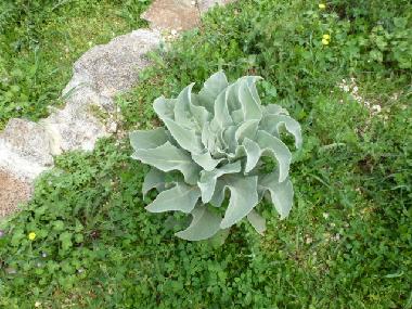 Ferienhaus in Ceglie Messapica (Taranto) oder Ferienwohnung oder Ferienhaus