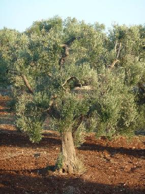 Ferienhaus in Ceglie Messapica (Taranto) oder Ferienwohnung oder Ferienhaus