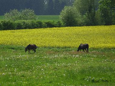 Ferienwohnung in Khsen (Herzogtum Lauenburg) oder Ferienwohnung oder Ferienhaus