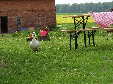 Ferienwohnung in Khsen (Herzogtum Lauenburg) oder Ferienwohnung oder Ferienhaus