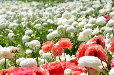 Ferienwohnung in SANREMO (Imperia) oder Ferienwohnung oder Ferienhaus