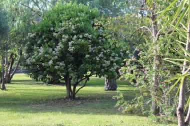 Villa in Santa Venerina (Catania) oder Ferienwohnung oder Ferienhaus
