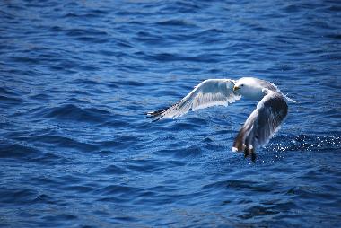 Ferienwohnung in Milna (Splitsko-Dalmatinska) oder Ferienwohnung oder Ferienhaus