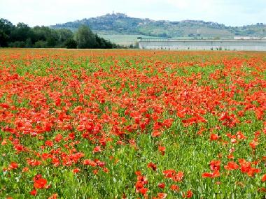 Ferienwohnung in Agello (Perugia) oder Ferienwohnung oder Ferienhaus