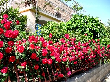 Ferienwohnung in Orebić (Dubrovacko-Neretvanska) oder Ferienwohnung oder Ferienhaus
