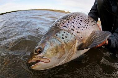 Ferienwohnung in BORGO VAL DI TARO (Parma) oder Ferienwohnung oder Ferienhaus