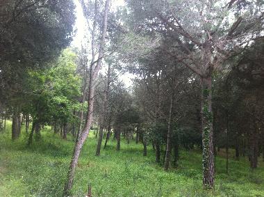 Ferienhaus in PLATJA D