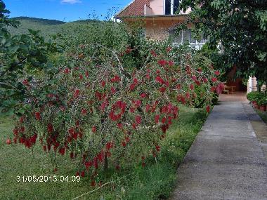 Ferienwohnung in Kotor (Montenegro) oder Ferienwohnung oder Ferienhaus