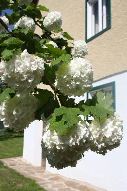 Ferienhaus in Schwanberg (West- und S�dsteiermark) oder Ferienwohnung oder Ferienhaus
